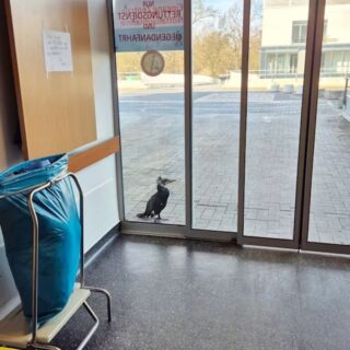 Over deze vreemde vogel had ik het net op radio 10 !